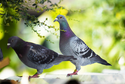 Close-up of pigeons