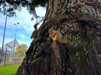 Low angle view of squirrels on tree trunk at park