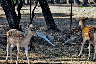 Deer standing in a zoo