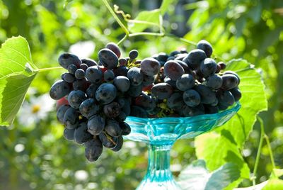 Close-up of grapes growing in vineyard