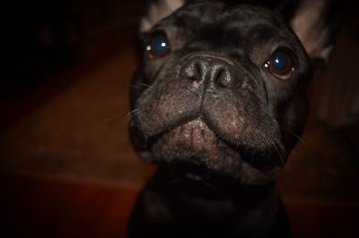 Close-up portrait of dog