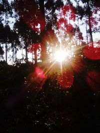 Sun shining through trees in forest