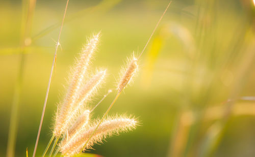 Close-up of plant