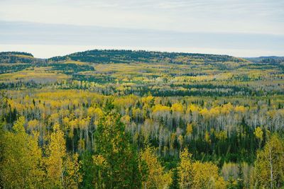 Scenic view of yellow forest against sky