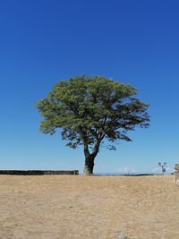 Tree on field against clear blue sky