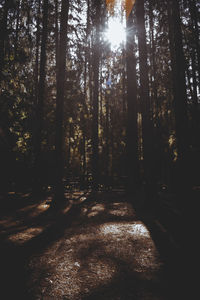 Sunlight streaming through trees in forest