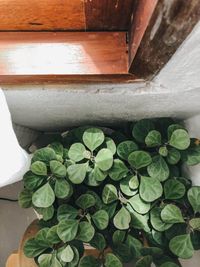 High angle view of potted plant on table