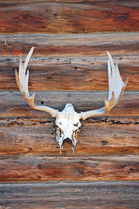 Close-up of animal skull