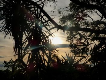 Low angle view of silhouette trees against sky during sunset