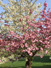 Pink cherry blossoms in park