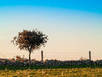 View of tree on field against clear sky