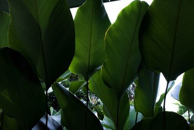 Close-up of green leaves