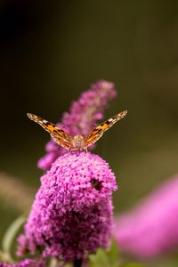 Close-up of insect on purple flower