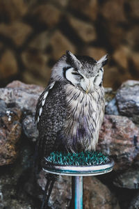 Close-up of owl perching on rock