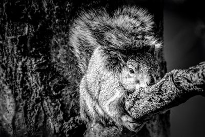 Close-up of squirrel