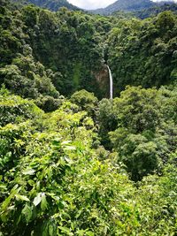 Plants and trees in park