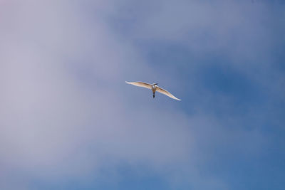 Low angle view of great egret flying in sky