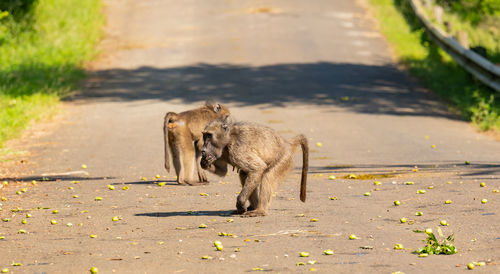 Baboon in the nature reserve hluhluwe national park south africa