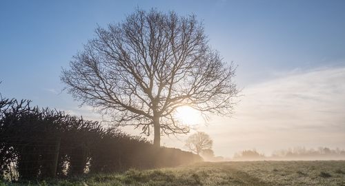 Bare tree by landscape against sky at morning