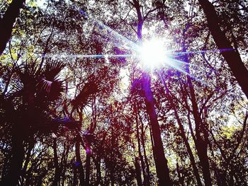 Sun shining through trees