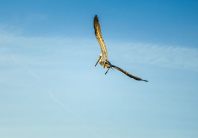 Low angle view of bird flying against sky