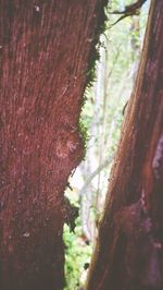 Close-up of tree trunk in forest