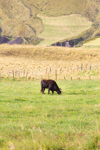 Horse grazing in a farm