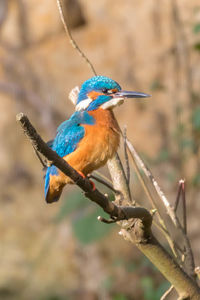 Close-up of bird perching on branch