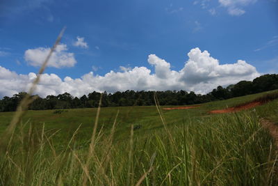 Scenic view of agricultural field against sky