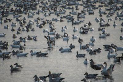 Flock of geese on  lake