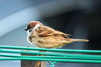 Close-up of bird perching on railing