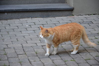 Portrait of cat sitting on footpath