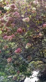 Close-up of flower tree