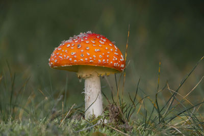 Close-up of fly agaric mushroom on field