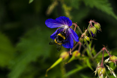 Close-up of bee pollinating on purple flower