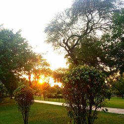 Scenic view of grassy field against sky at sunset