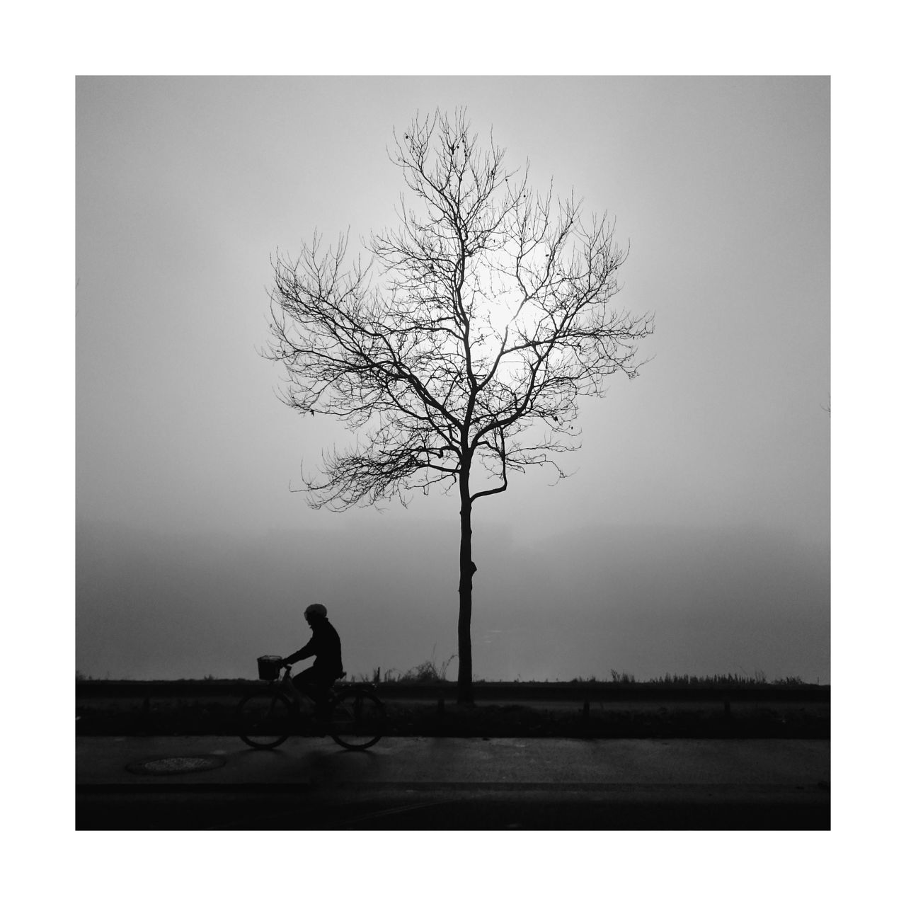 MAN RIDING BICYCLE SITTING ON BARE TREE