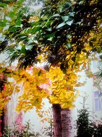 Leaves on tree trunk