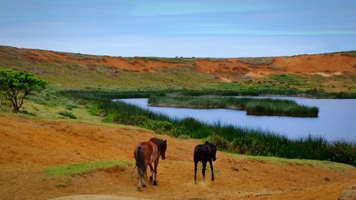 Horses grazing on field by river against sky