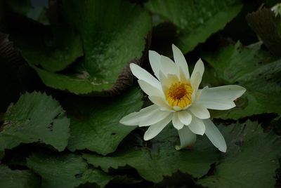 Close-up of water lily