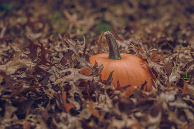 Close-up of orange pumpkin  in brown leaves