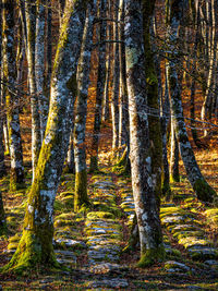 Trees in forest during autumn