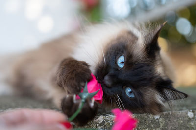 My lovely kitten playing with a rose. 