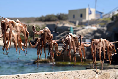 Close-up of clothes drying on rope