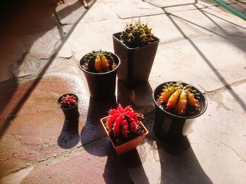 High angle view of potted plant