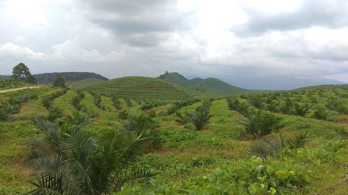 Scenic view of field against sky