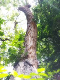 Low angle view of tree trunk in forest