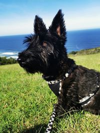 Portrait of a black scottish terrier on a green field