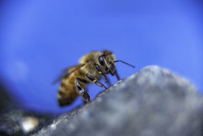 Close-up of bee pollinating flower