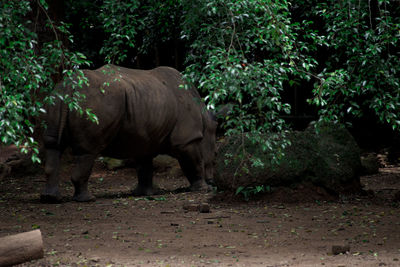 Rhinoceros in forest